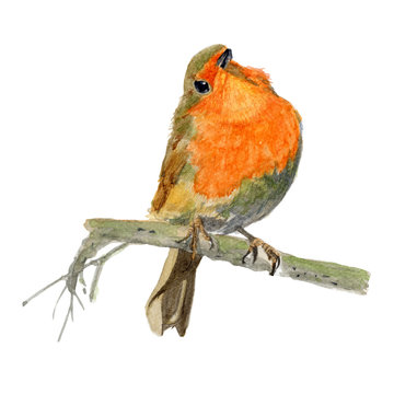 Robin Watercolor painting. Watercolor hand painted cute animal illustrations.