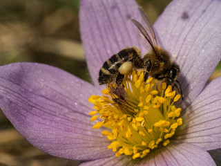 Pulsatilla grandis blooming in the early spring and a bee collecting pollen