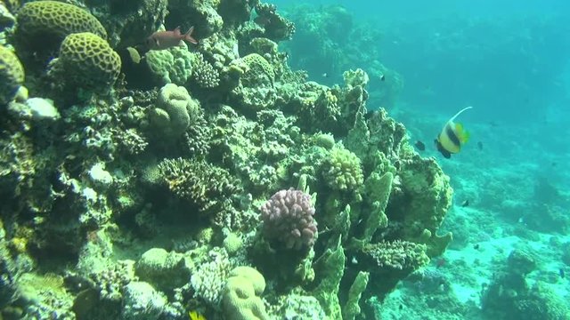 colorful fishes on reef dahab 11
