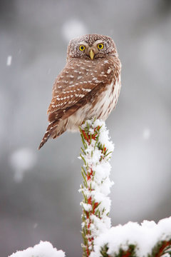 Eurasian Pygmy Owl