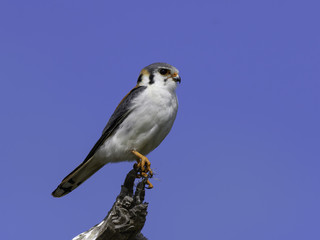 Cuban American Kestrel