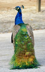 Peacock in Cristal Palace gardens, Oporto, Portugal