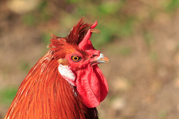 Hühnerkopf