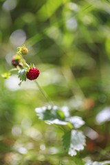 sweet strawberry on the meadow