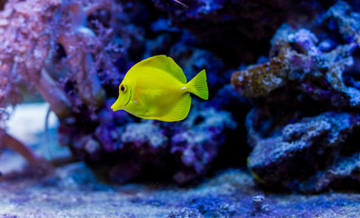 Naklejka na ściany i meble bright yellow fish in the aquarium