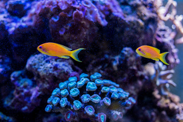 Fototapeta na wymiar bright yellow fish in the aquarium