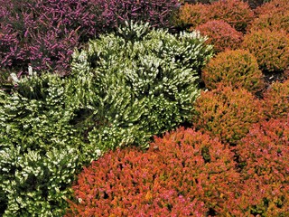 Mixed heather plants flowering in winter