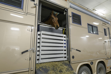 Ein Pferd schaut neugierig aus einem Pferdetransporter