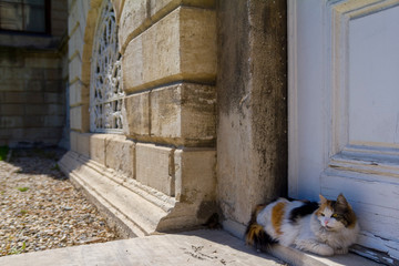 The cat is near the old door.