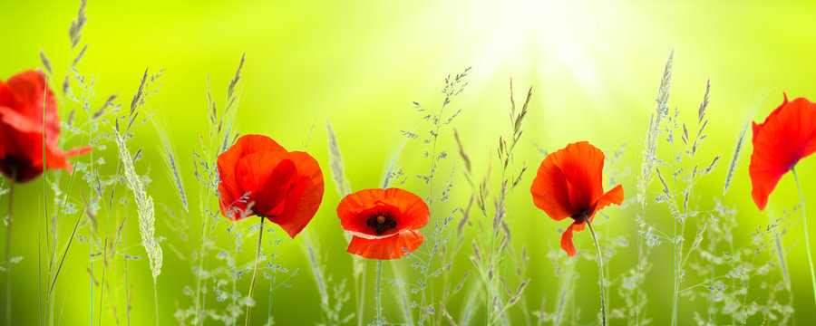 leuchtende mohnblumen in der sonne