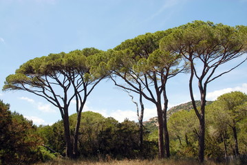 Corse, Porto Vecchio , site protégé de Tamaricciu, pin parasol, France