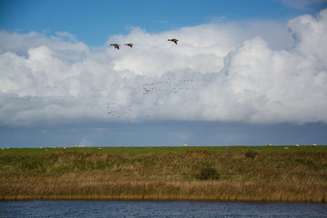 Deich bei Greetsiel, Niedersachsen, Deutschland