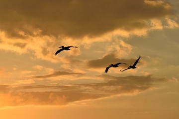 Pelican flying at sunset Florida, USA