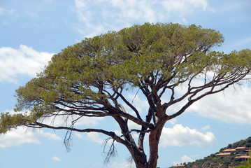 Corse, Porto Vecchio , site protégé de Tamaricciu, pin parasol, France
