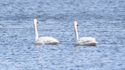 Swans are swimming in a lake in early spring at Minnesota