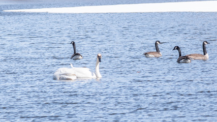 Swans are swimming in a lake in early spring at Minnesota