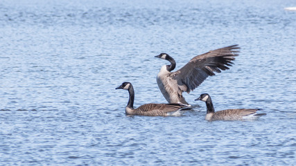 Geese are having fun at a lake in the early spring of Minnesota	
