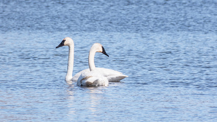 Swans are swimming in a lake in early spring at Minnesota