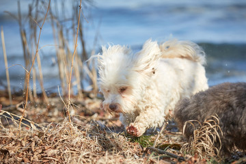 Havanese dog running out of water through reed at lake Attersee in Salzkammergut