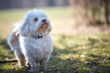 Havanese dog sitting in the grass looking