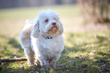Havanese dog sitting in the grass looking