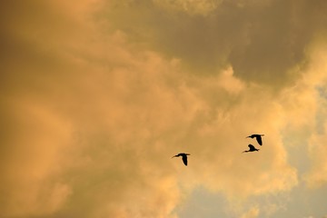 Fototapeta na wymiar Great Herons flying over the river at sunset Florida, USA