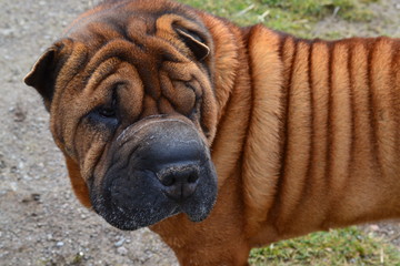Shar Pei Dog Wrinkled Face Brindle Brown