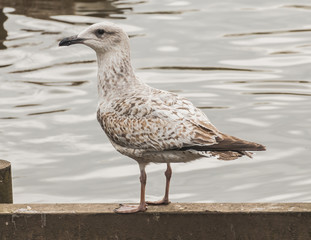Juvenile Lesser Black-Backed Gull  Larus fuscus