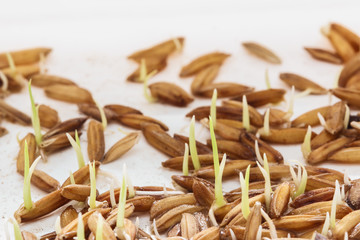 Seed germination,Seedlings Rice plant. on white background