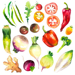 Watercolor illustration with farm grown illustrations. Vegetables set: tomatoes, peppers, turnips, chicory, pepper, arugula, ginger, broccoli. Fresh organic food.