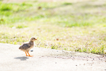 baby chick