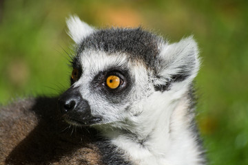 Katta