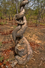 Strong liana tree encircles, Zambia