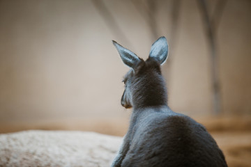 Funny adult kangaroo animal of gray color close-up, portrait head back view