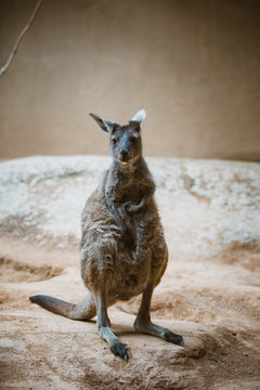 A funny adult kangaroo animal of gray color stands on its hind legs and looks at the camera in a zoo on a yellow stone in cloudy weather in winter