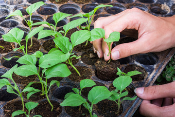 Hand picking up a young organic  vegetable.
