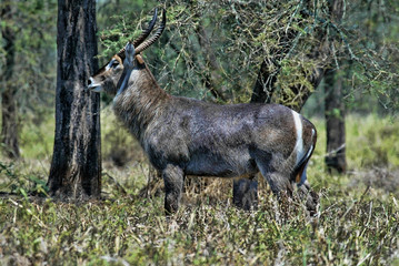 Male Waterbuck, Kobus ellipsiprymnus, South Luangwa, Zambia