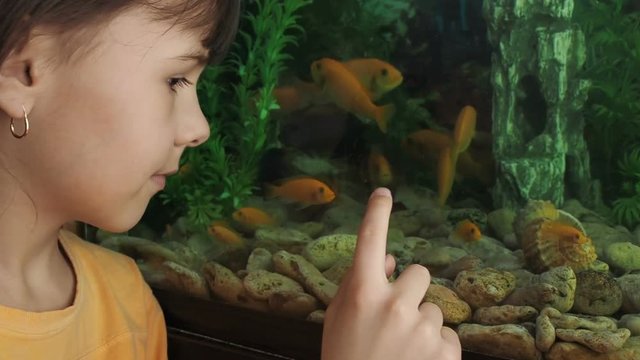A home aquarium. A little girl is looking at an aquarium with fish.