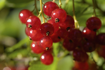 Rote Johannisbeeren