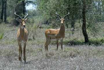 Impala Group, Aepyceros melampus, Gorongosa National Park, Mozambique