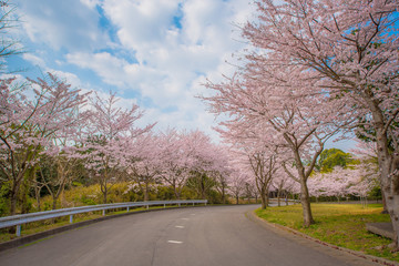 ・桜・桜並木・道路