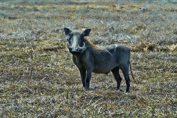 Desert Warthog, Phacochoerus aethiopicus, Gorongosa National Park, Mozambique