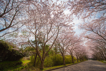 ・桜・桜並木・道路