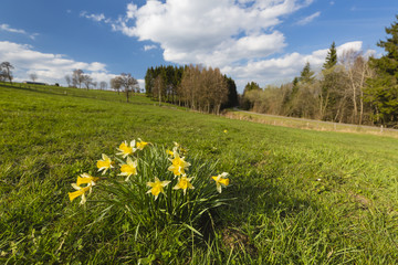 Daffodils And Meadow In The Eifel, Germany