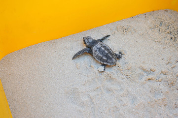 Lampedusa Islan, Italy - september 14, 2012: a newborn sea turtle
