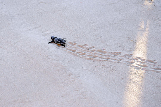 Lampedusa Islan, Italy - september 14, 2012: a newborn sea turtle