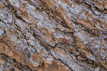 texture of the bark of natural wood.