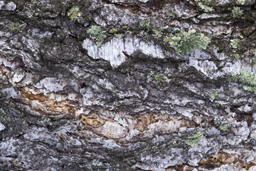 texture of the bark of natural wood
