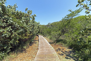 Empty Wooden Boardwalk Leading Through Green Wetland Vegetation