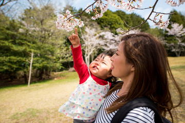 Obraz premium ・桜・散歩・赤ちゃん